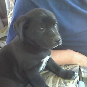 Meet your Posher, Mickey